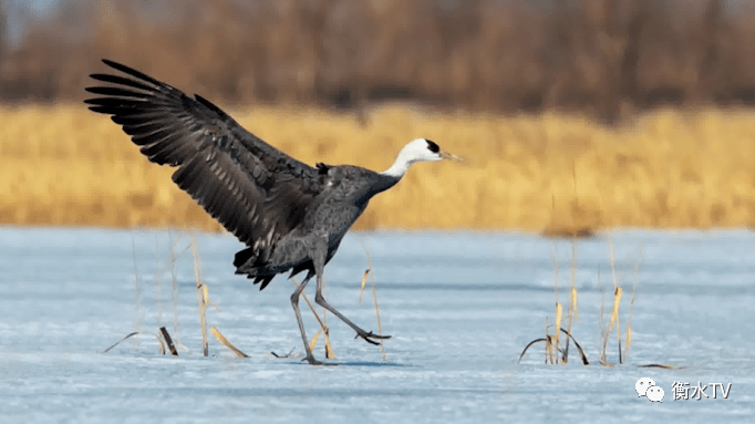 衡水湖首次观测到国家一级保护鸟类白头鹤