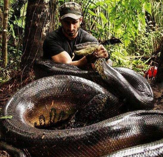 亚马逊森蚺有多恐怖?专家:可以绞碎一间房子_鳄鱼_美洲豹_体重
