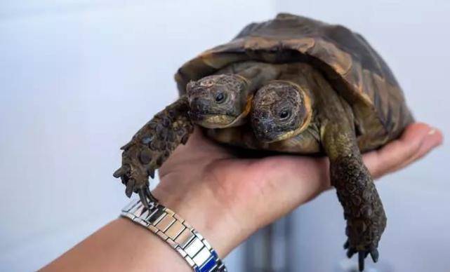 瑞士双头乌龟将迎来23岁生日,长两个脑袋还能活这么久实属罕见