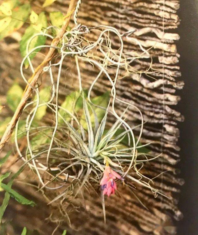 想种好空气凤梨,需要知道这些栽培要领!_环境_湿度_植株