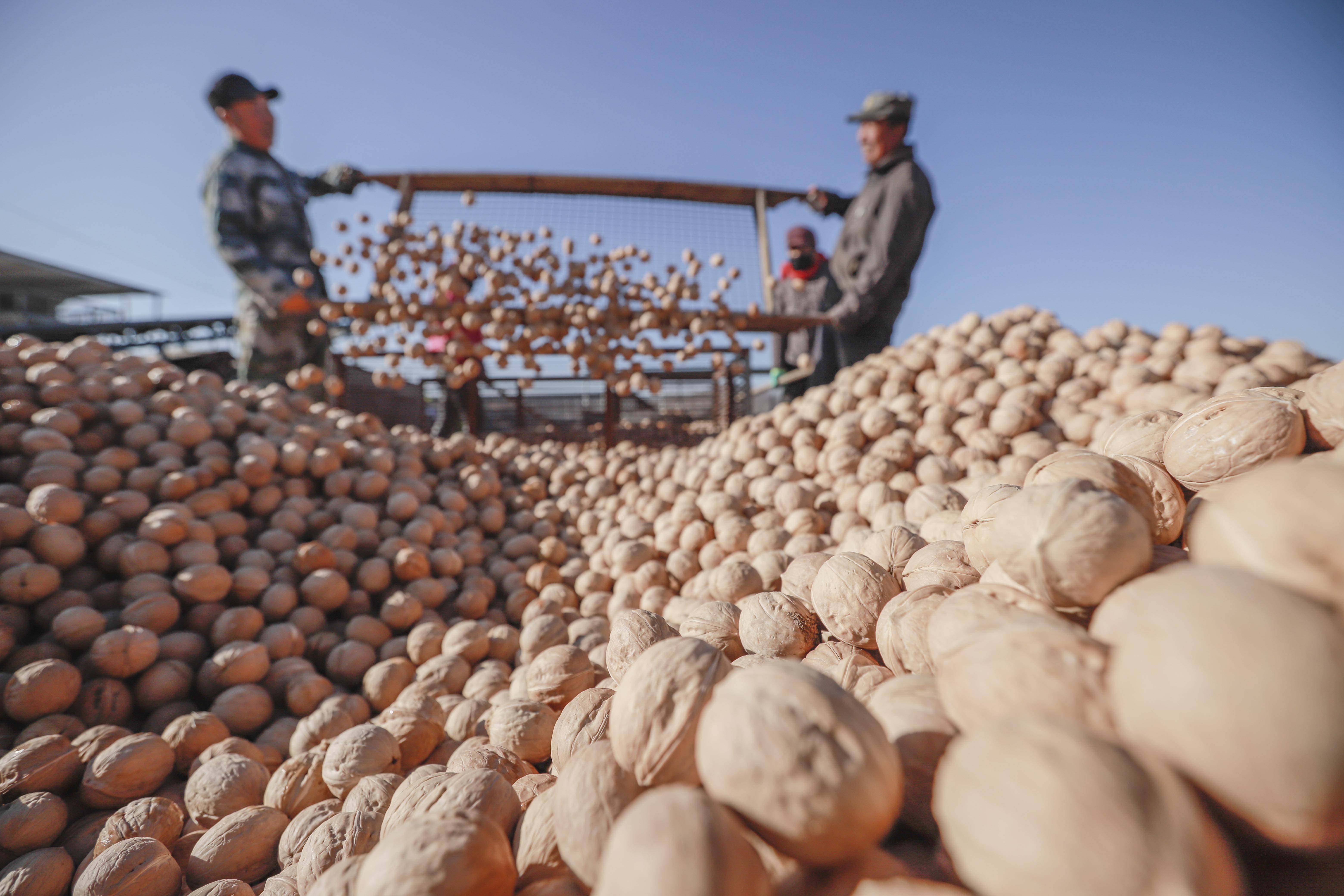 (社会)河北遵化:加工核桃迎"双节"_石桥头_专业_新华社