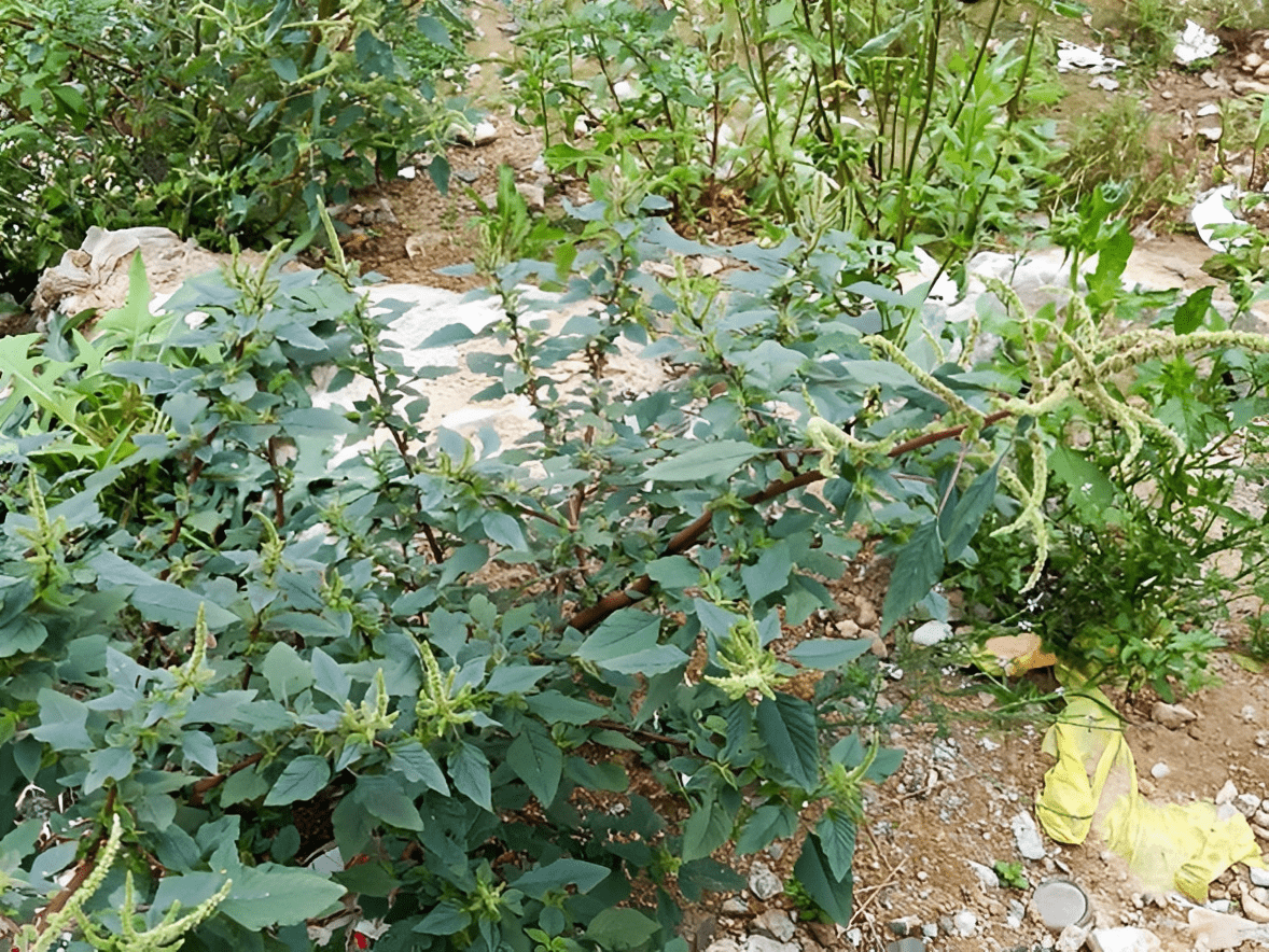 1种猪母刺,农村老人见到就挖走,根茎是"土人参",格外珍贵!