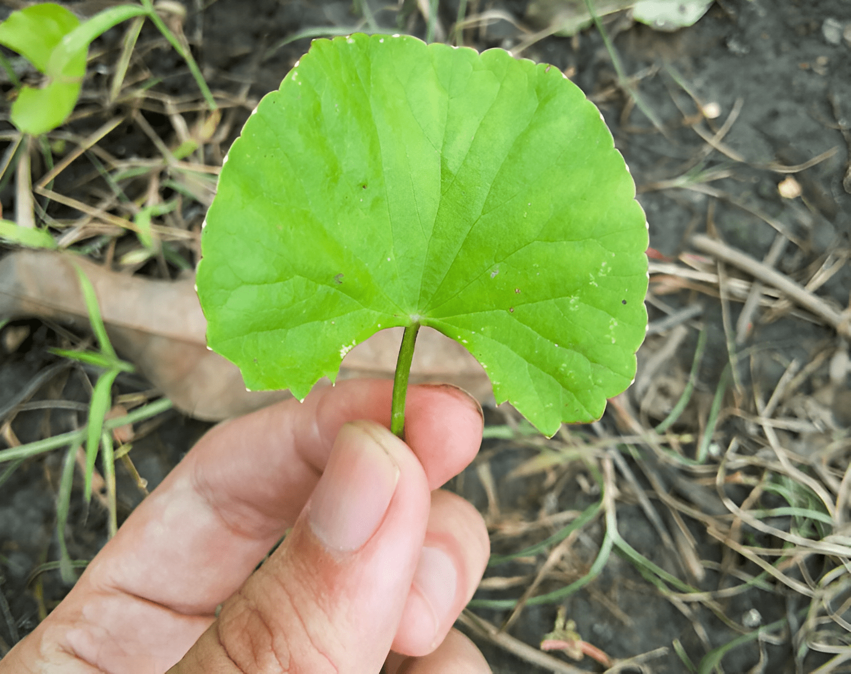 村民叫它消肿草