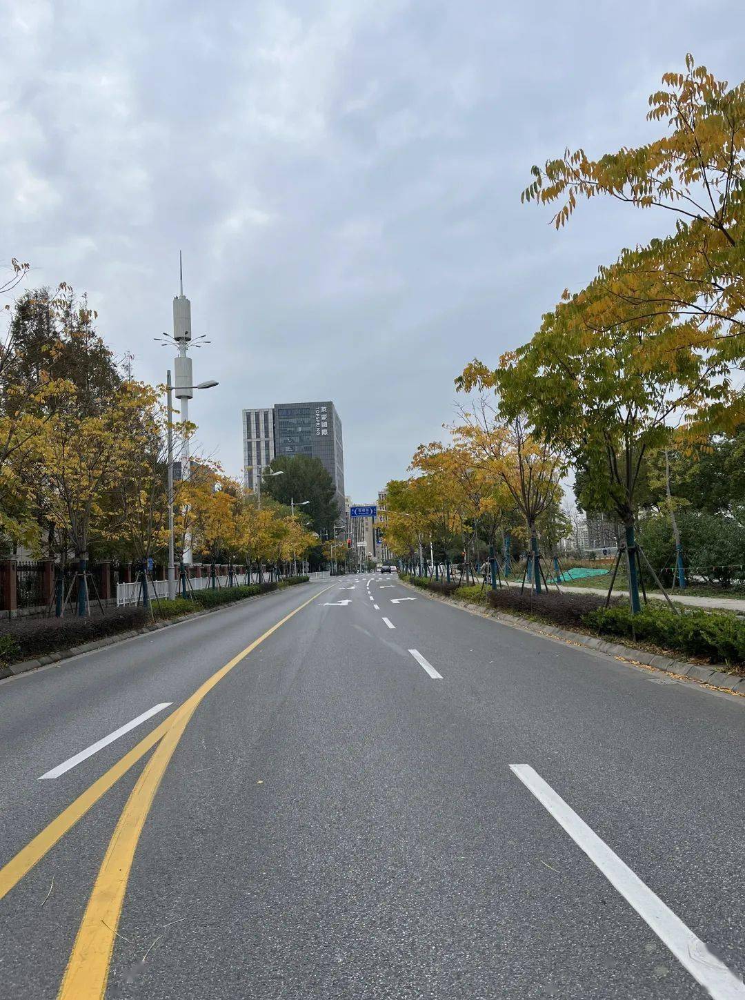 殷行路_冬日_落叶