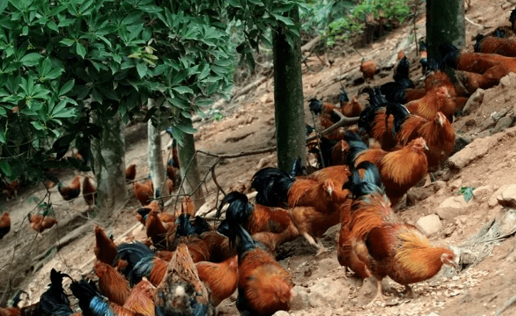 藤县藏着这么多美景美食,你知道吗_景区_农家乐_文化