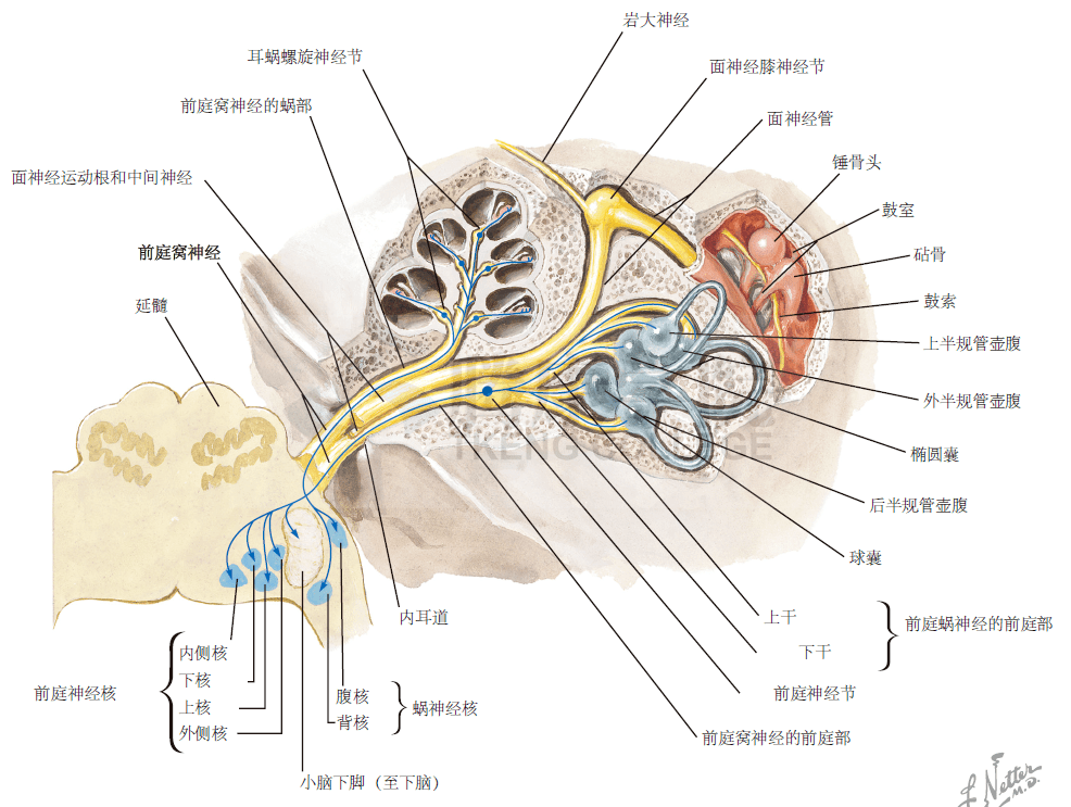 面神经与听神经解剖图图片