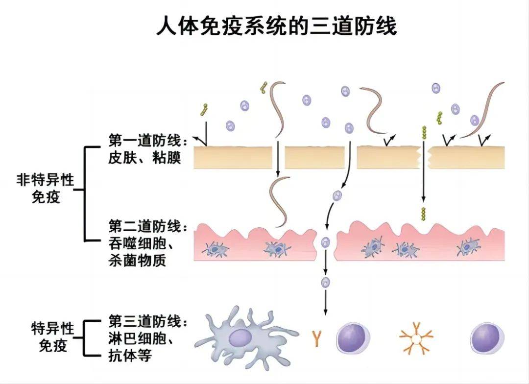 三道防线示意图图片