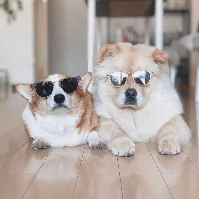 柯基和松狮的cp也是很少见了,但莫名很合适,帅气的小柯基加呆萌的大