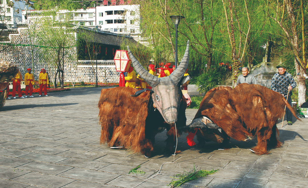 【丰都非遗】跨越四百年 诉说一段又一段乡俗民情——龙孔戏牛舞_表演