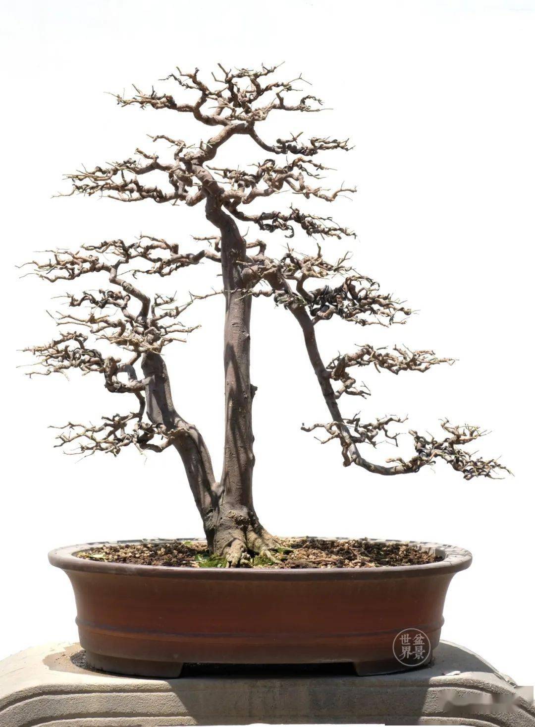 好树配好盆_盆景_闽派_柯成昆