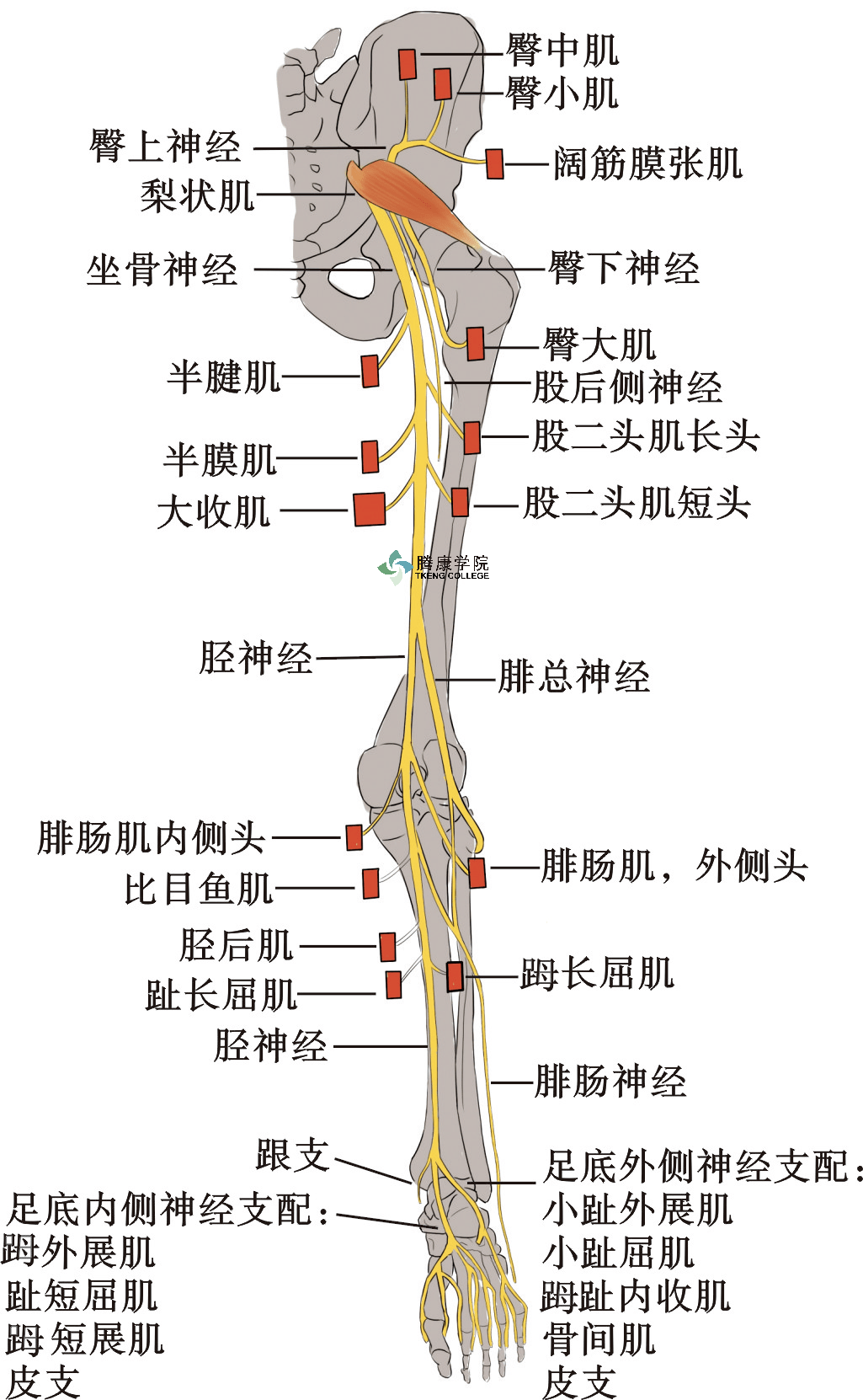 肱骨髁神经血管解剖图图片