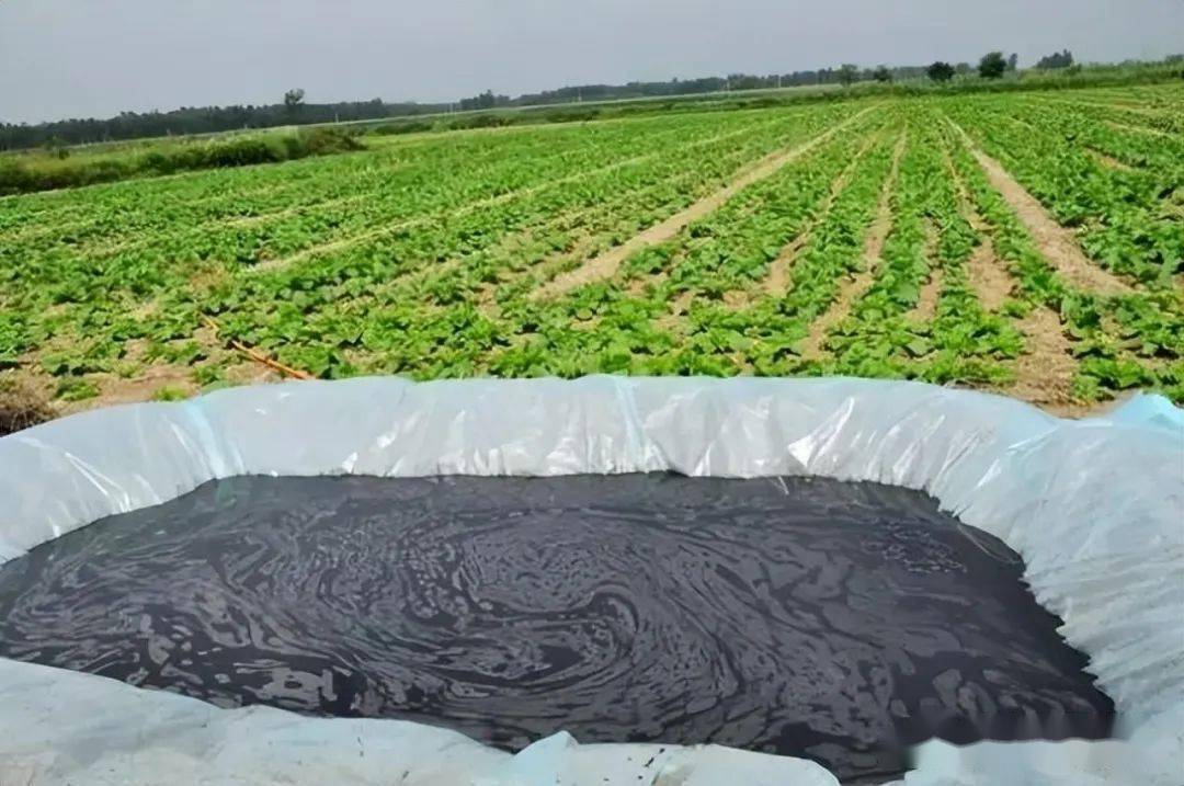 沼液的营养成分与快速发酵技术,比自然发酵快约10倍肥效更好_农作物