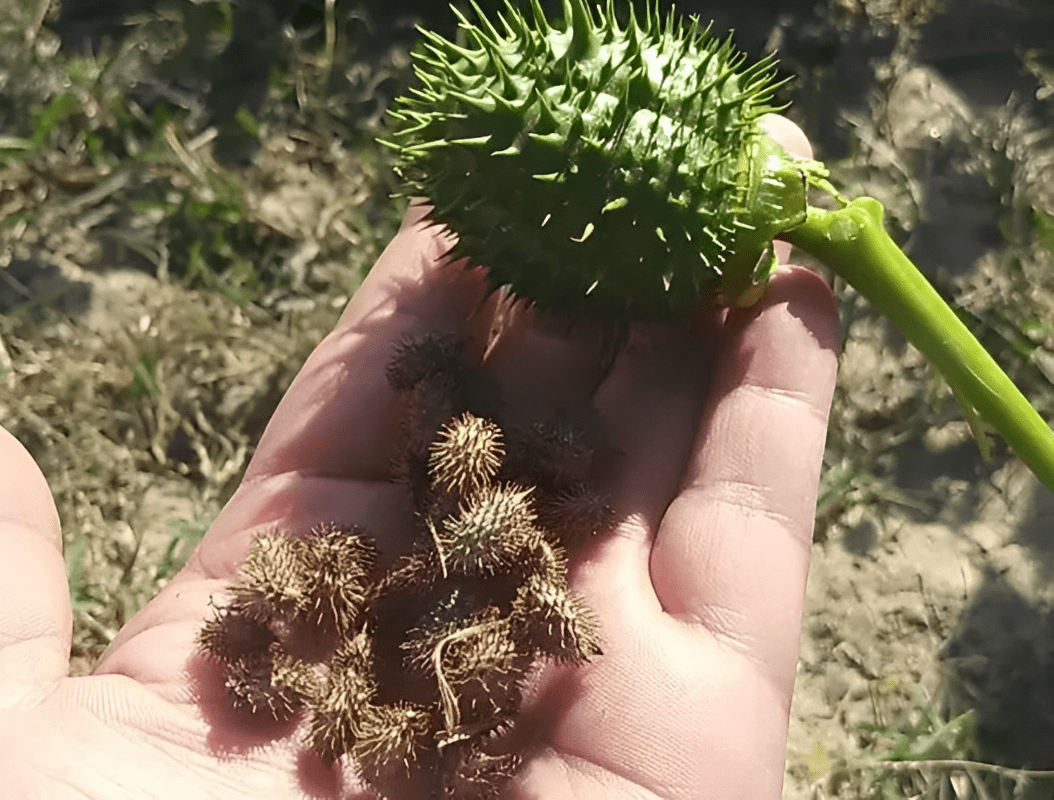 1种魔鬼草有毒,果子像荔枝,以往人们看到会铲除,如今为何珍贵_植物