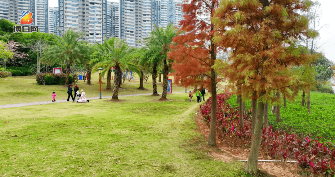博白江滨公园的水杉红了,浪漫而热烈……