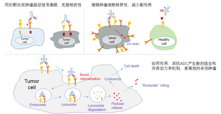 双抗ADC已悄悄上临床，让我们探探有哪些！_毒性_问题_患者