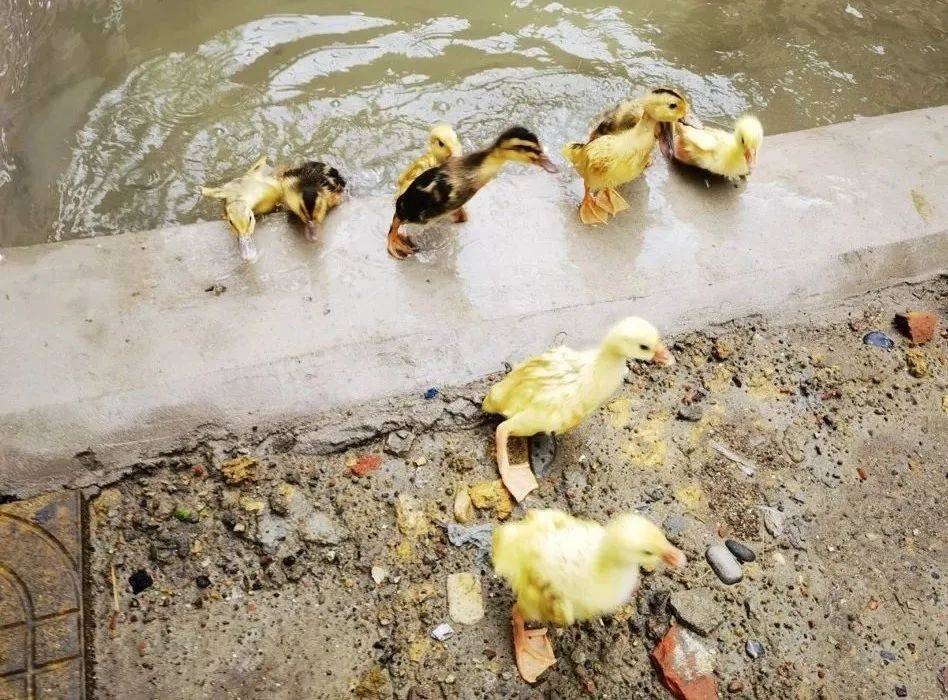 师生都放假了,学校里的鸡鸭鹅兔子咋办?