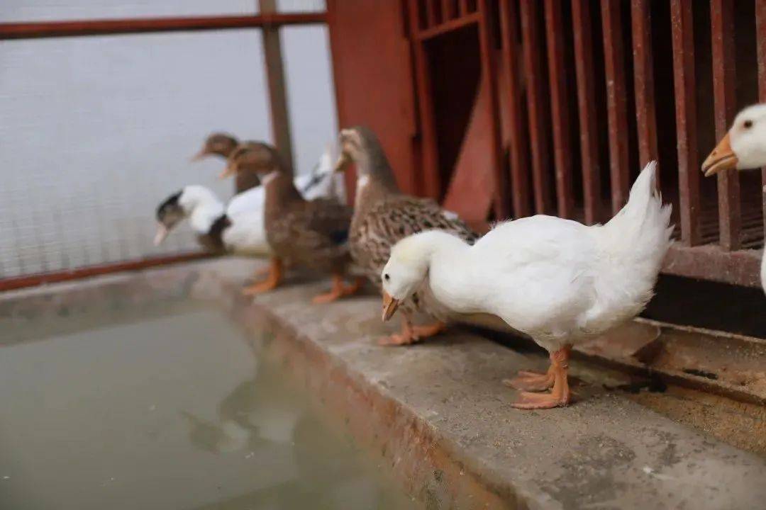 师生都放假了,学校里的鸡鸭鹅兔子咋办?