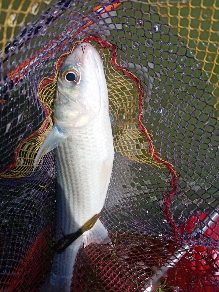 乌头_上岸_乌鱼