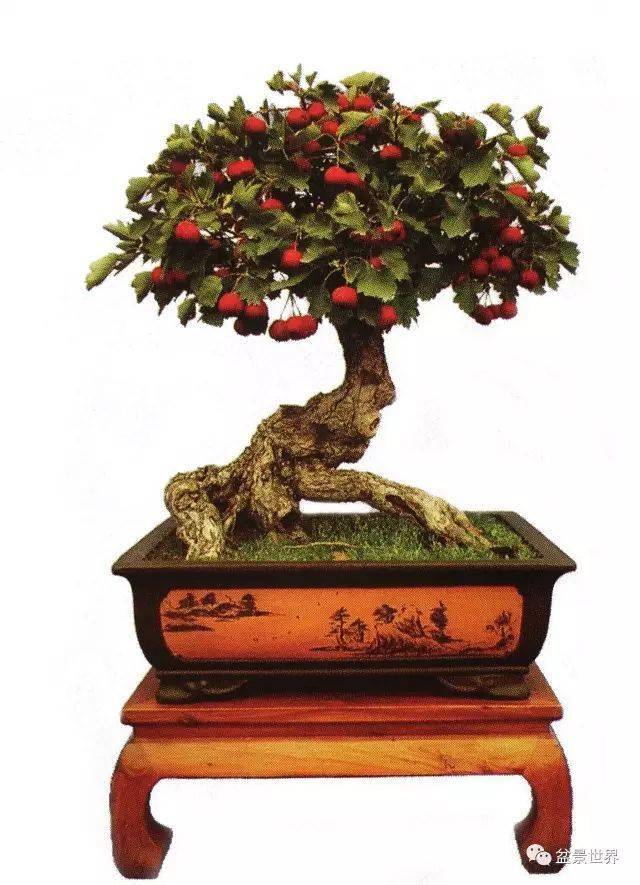 (树高120cm)▲颜雨晨作品《秋实》▲楼学文作品《守望》(野山楂)摄影