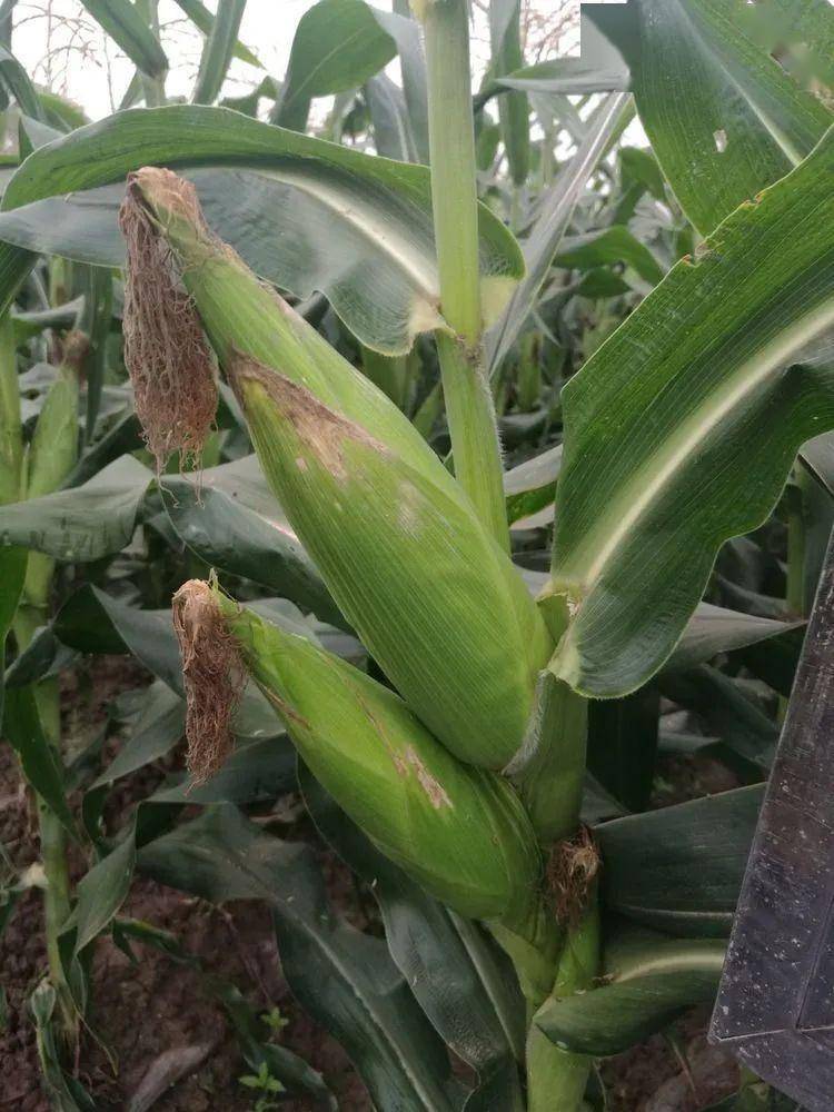 新款粉紫色糯玉米品种!