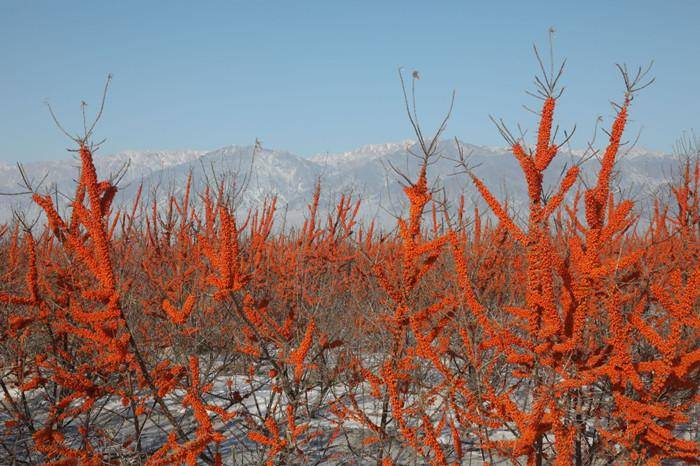 沙棘採摘正當時_果實_冰天雪地_時節