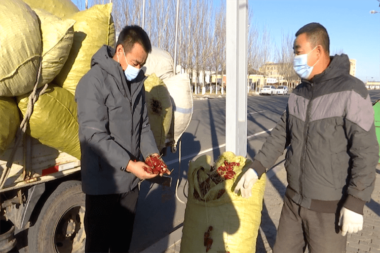 开鲁县东风镇:辣椒产业兴 架起"致富桥"_种植_收购_刘志武