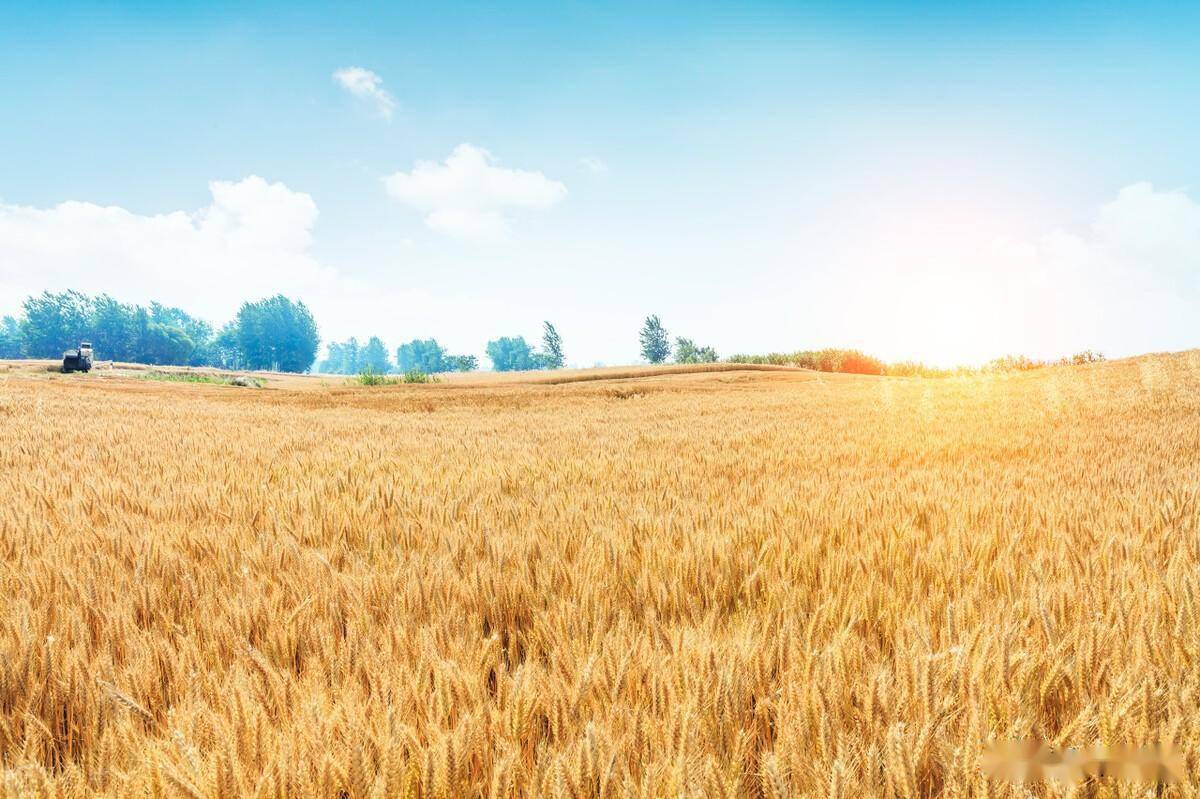 普麦_市场_玉米价格