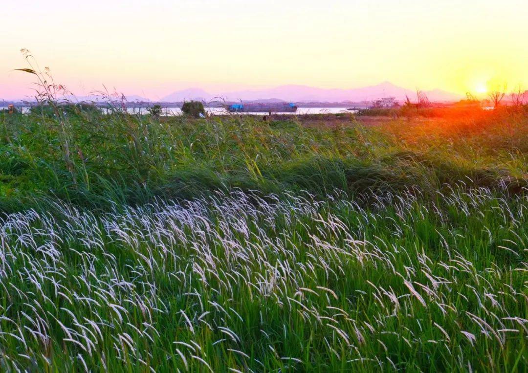 夕阳,江边,芦苇荡…解锁南海浪漫瞬间!_外滩_公园_九江