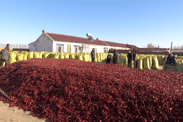 开鲁县东风镇:辣椒产业兴 架起"致富桥"_种植_收购_刘志武