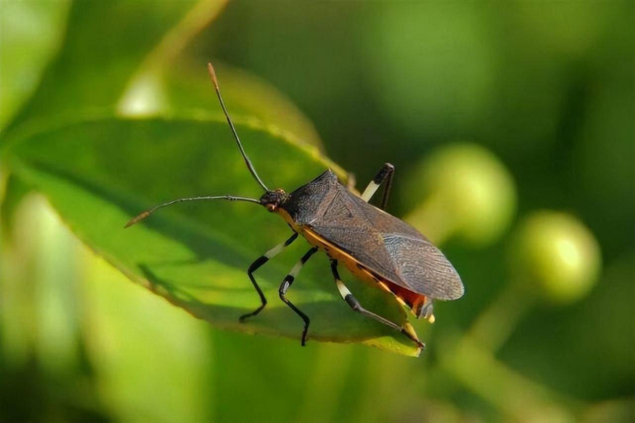 接吻虫十大恐怖昆虫中排名第二的维塔虫是自然界中最大的昆虫,比苍蝇