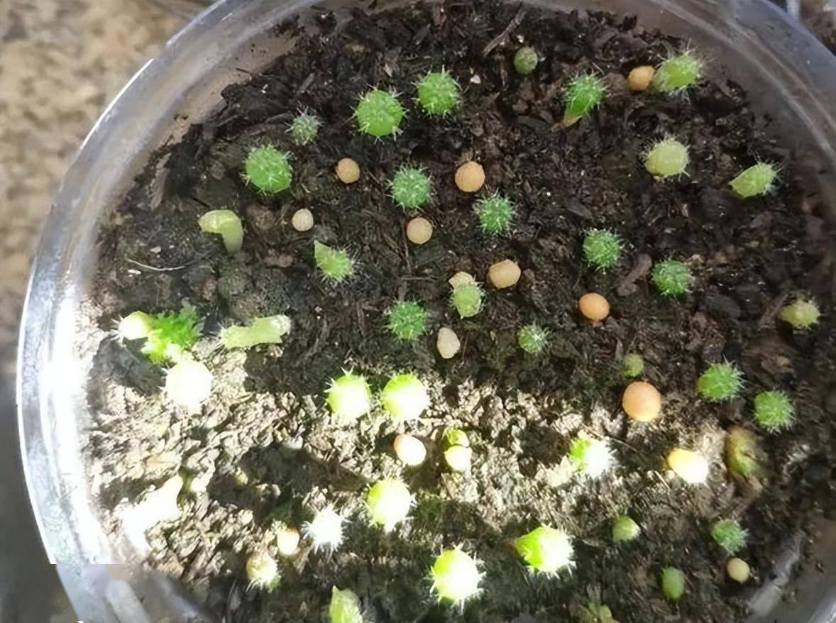 仙人球不用买,种子"撒花盆",长出"几十个",又胖又壮开花艳_养护_时候