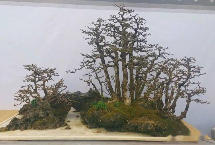 热烈祝贺"三亚市2023年迎春盆景艺术展"隆重开幕!_展览_刘传刚_海南省