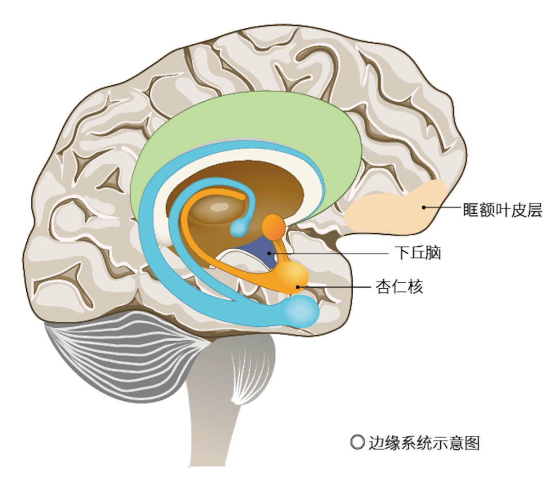 人相比,他们的前侧岛叶和杏仁核活动更高,但眶额叶皮层的活动却很低
