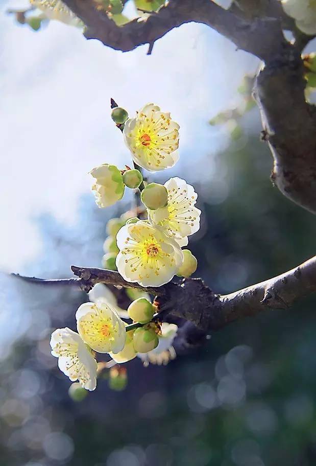 花儿为你开~（美醒了！）