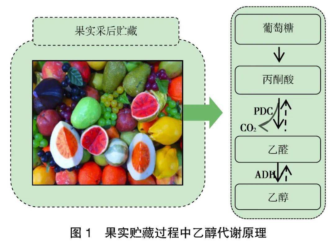 果實採後貯藏過程乙醇代謝的研究進展_乙醛_的作用_含量