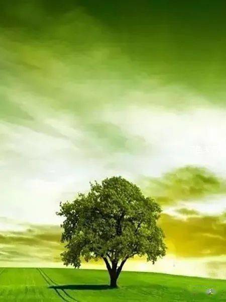 人生如树:向上生长,向下扎根_母亲_大地_童建国