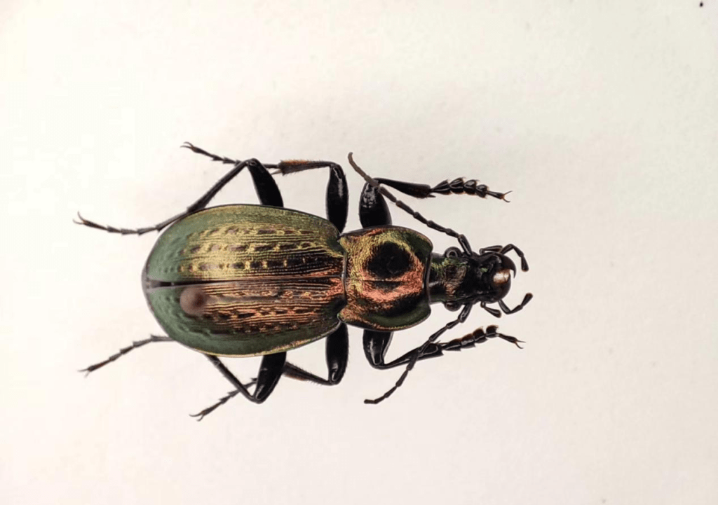 山东省昆虫新记录--罕丽步甲(摄影:张毅)返回搜狐,查看更多