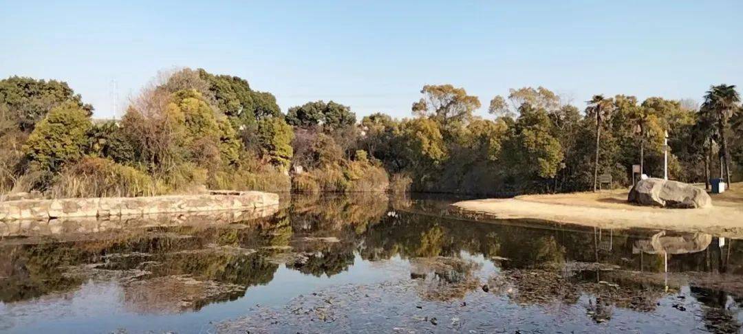 今早7點半,泰州人民公園竟發現…_鴛鴦_天晴_中國