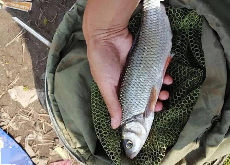 黑龙江河里的急流边上能钓一种漂亮矫健的鱼,当地人俗称"华子鱼"_雅罗