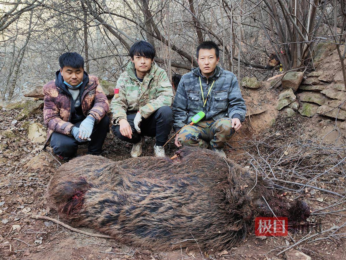 "赏金猎人"的一天:捕杀两头野猪获奖4000元,一条猎犬死亡损失过万