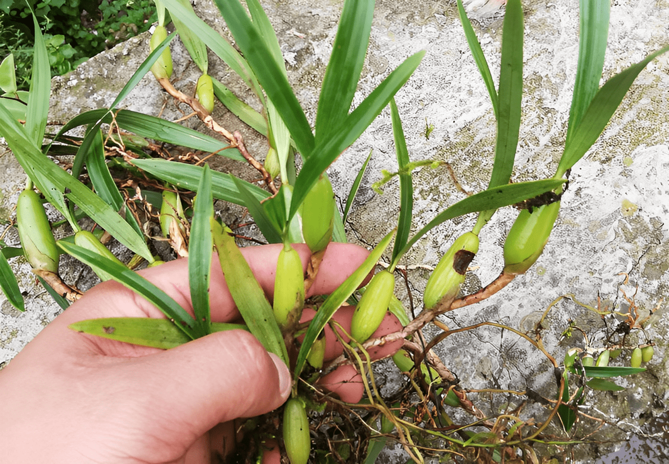 止咳的植物及图片图片