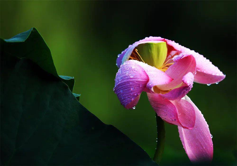 第二届为"荷"而来影赛网络投票热启 请为"大暑组"投票_摄影_荷塘_作品