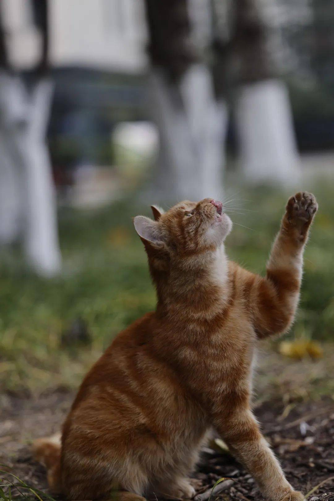 浓厚的猫猫捏请不要惊讶看见四十五度角仰望天空的小猫它们凝视着蓝天