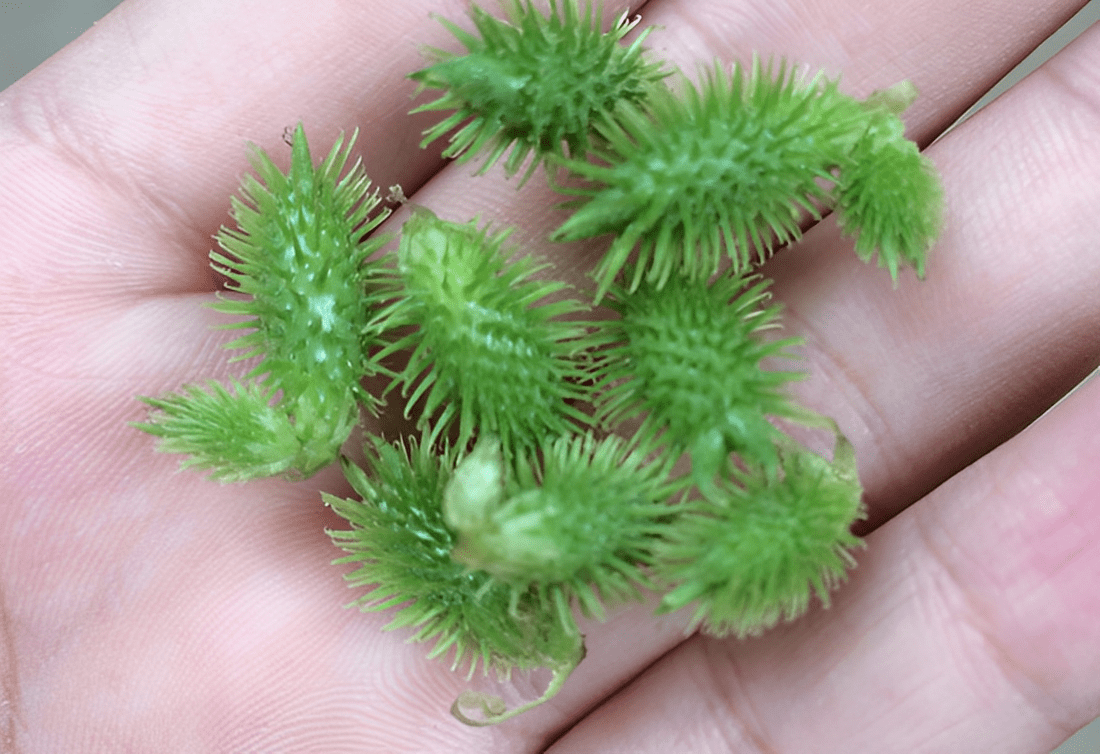 别名叫"鼻炎草",院里院外十分多,父母常把它挖走,怪为珍贵!