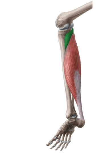 【膝痛】腘肌解剖,评估和分析_膝关节_肌肉_神经