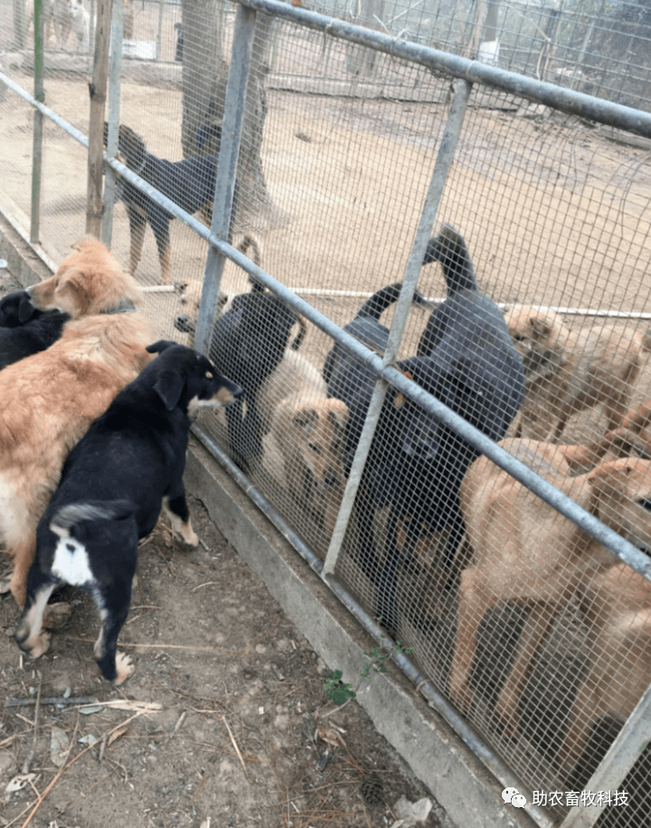 郑州肉狗养殖基地图片