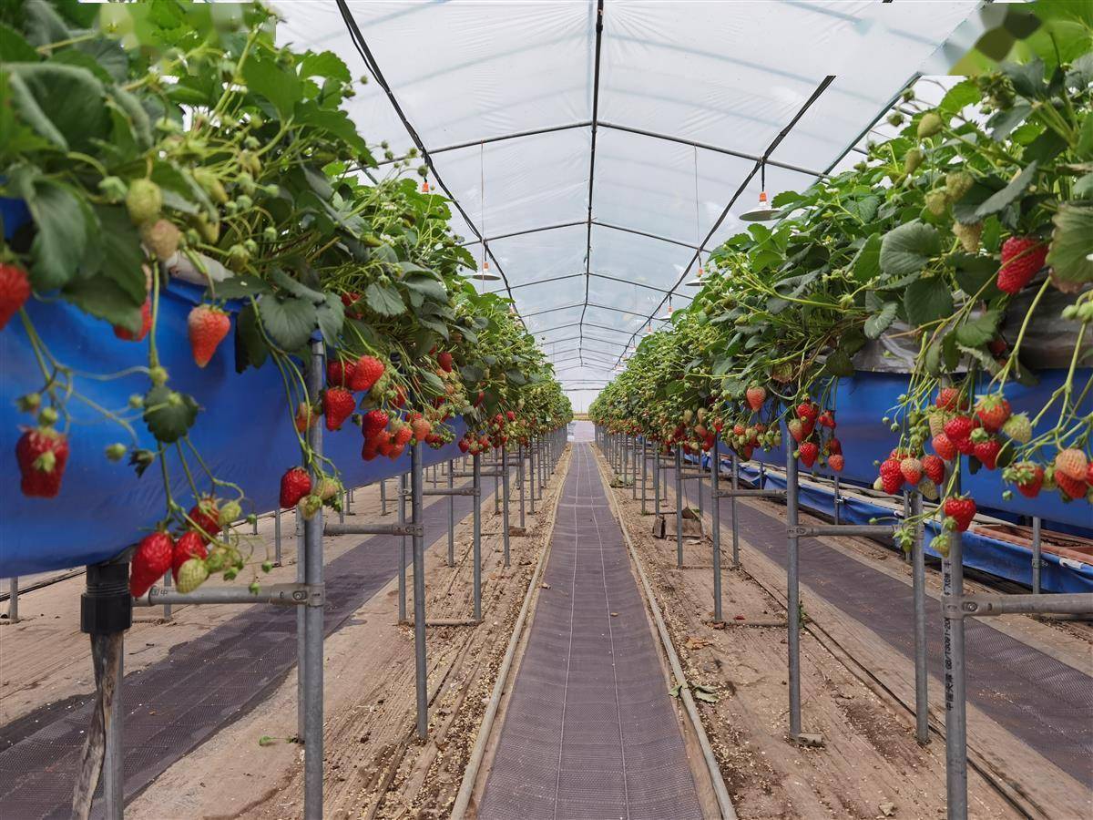 一座高架大棚格外引人注意:只见里面的草莓植株整整齐齐地种在一排排