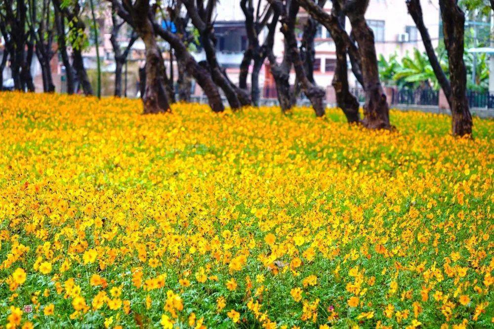 顺德这片花海居然藏着一座历史遗迹._乌洲_粮库_冬日
