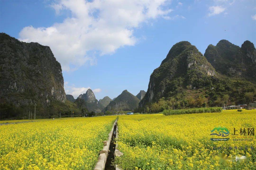 上林油菜花图片