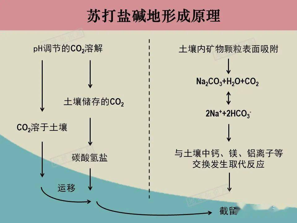 盐碱化的成因图片